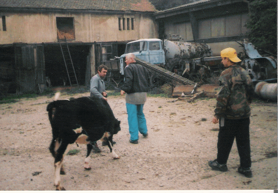 převádění bejčků